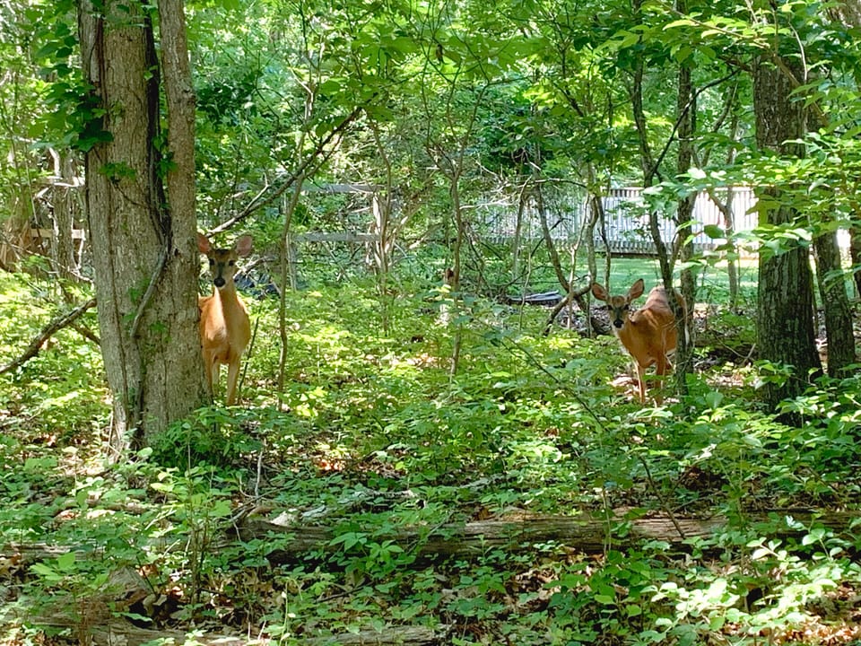 Deer, rabbits, squirrels, turtles, and other harmless animals roam freely  