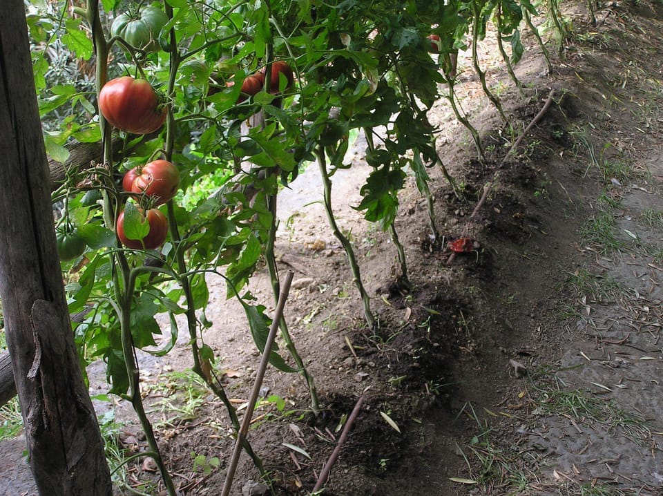 Some of the fresh vegetables at your disposal from the Villa's vegetable garden!