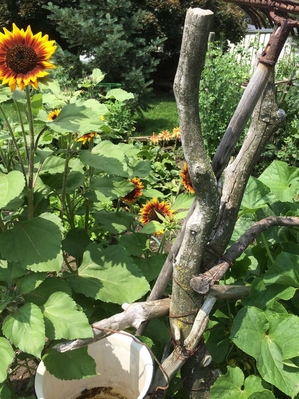 Lots of flowers to enjoy and of course, our favorite Happy Flower Sunflowers.