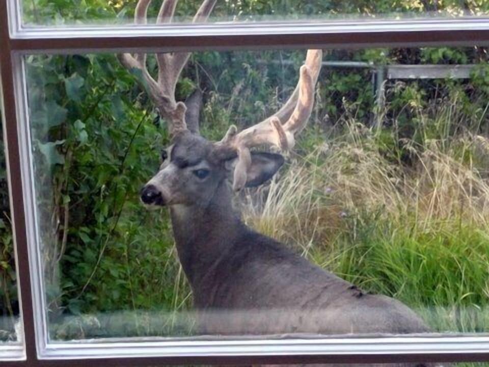 A seasonal guest visits the Westlake Cottage: wildlife is frequently seen