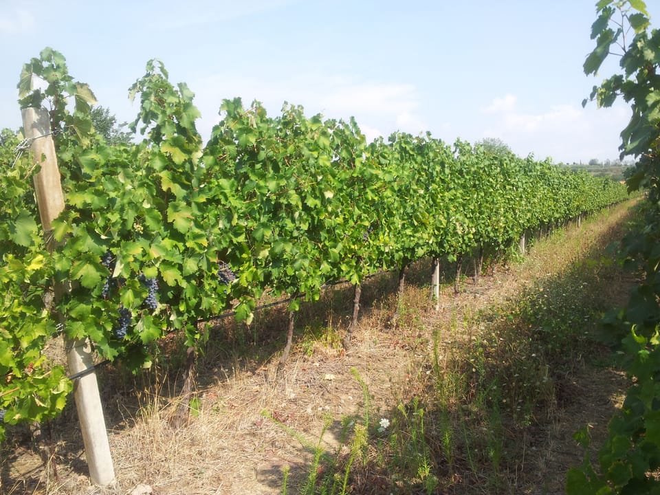 The FATTORIA SPINOLA vineyards