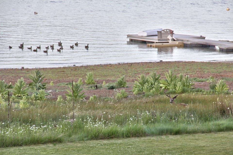 Wildlife is Abundant on the Shoreline. Deer Visit Almost Daily