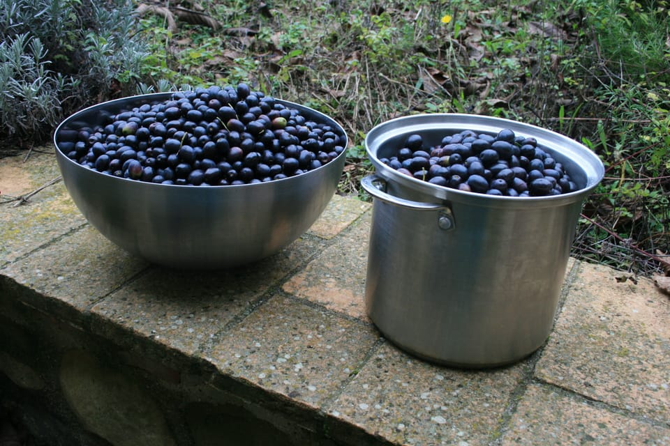 Part of our olive harvest