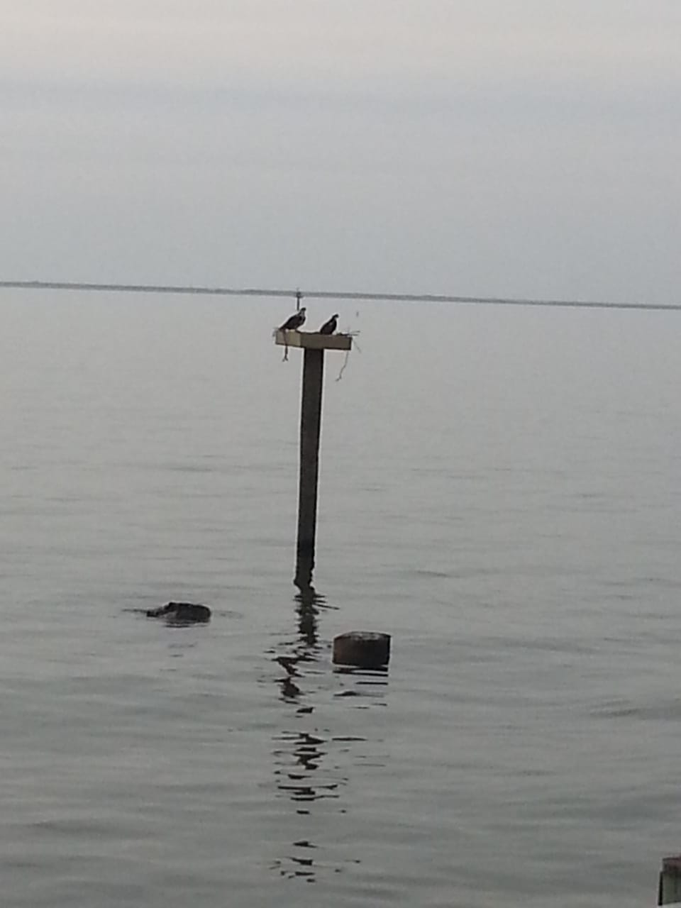 Eagles nest