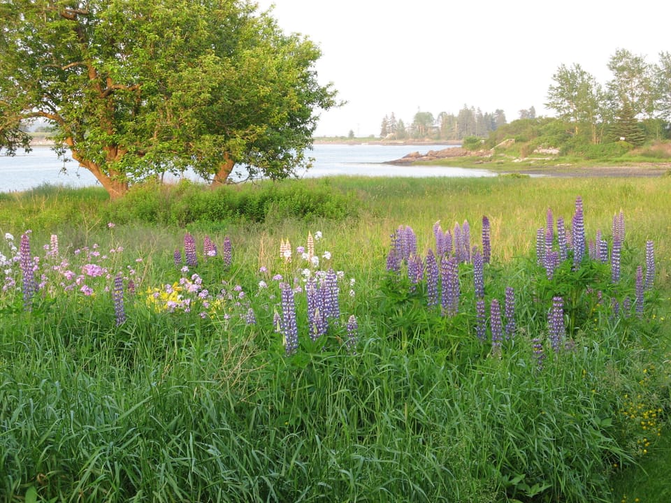 June lupines with apple trees on the cove