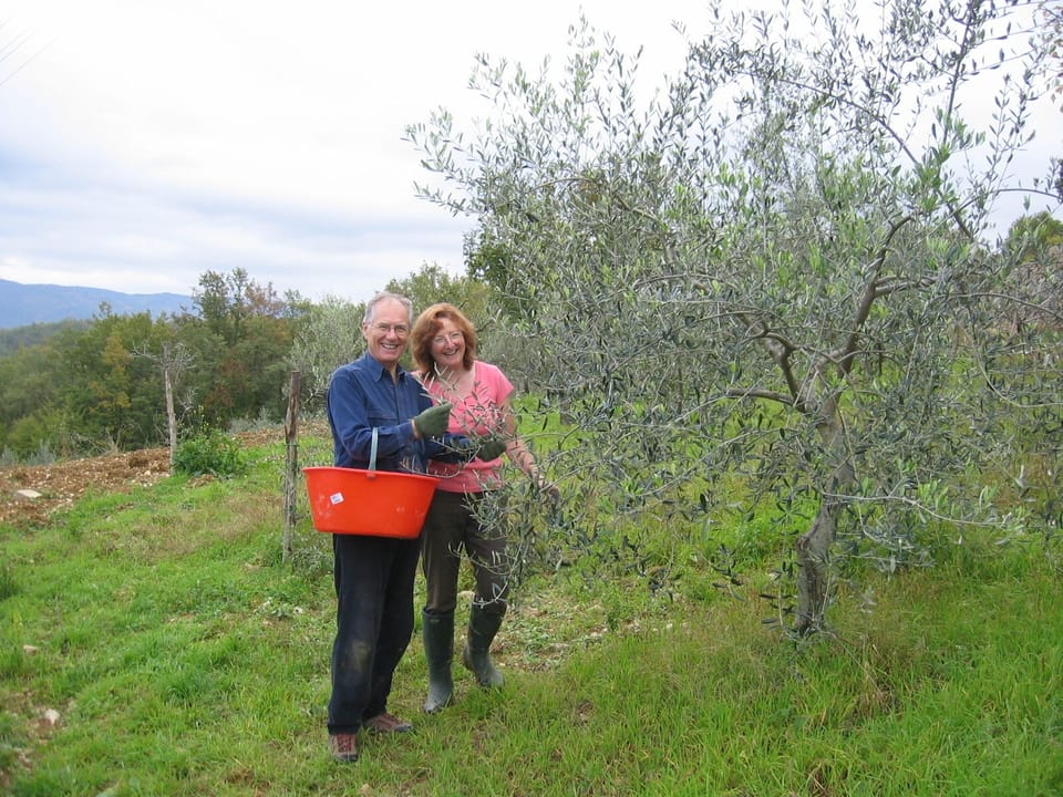 Nigel & Deborah (owners) picking olives by hand.