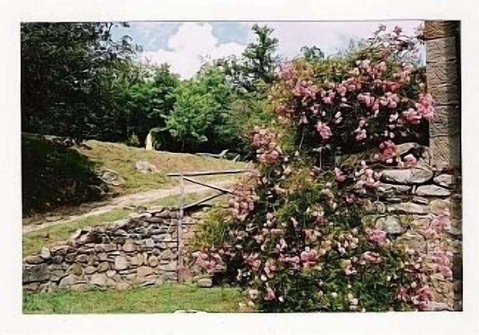 rose in bloom