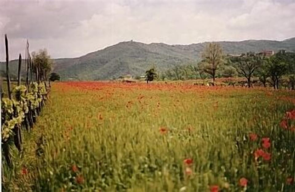 local scene with poppies
