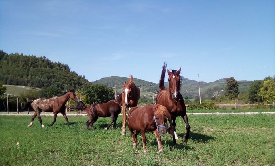 Holidays Ca 'Tassino House in Marche