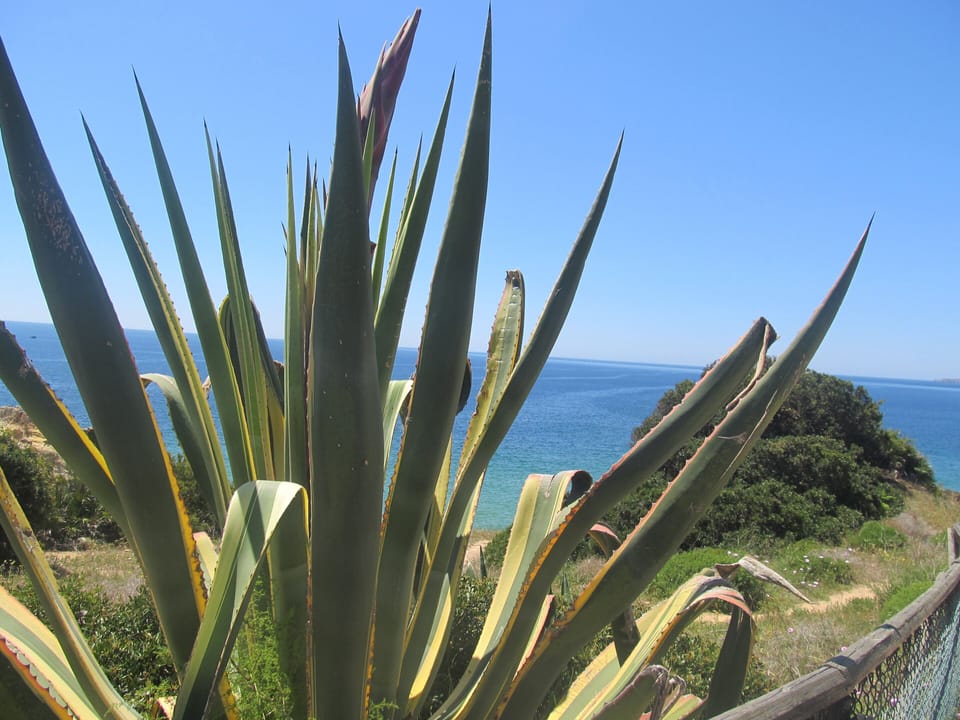 Prainha