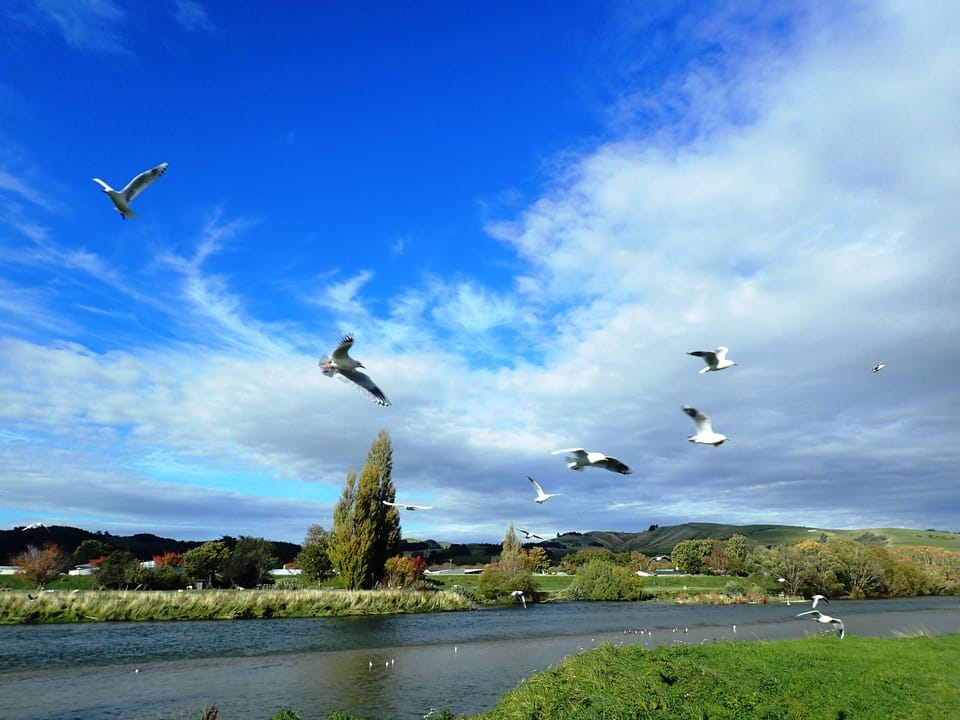 The endangered Black Billed Gull can be seen on the Mataura  and Oreti Rivers.