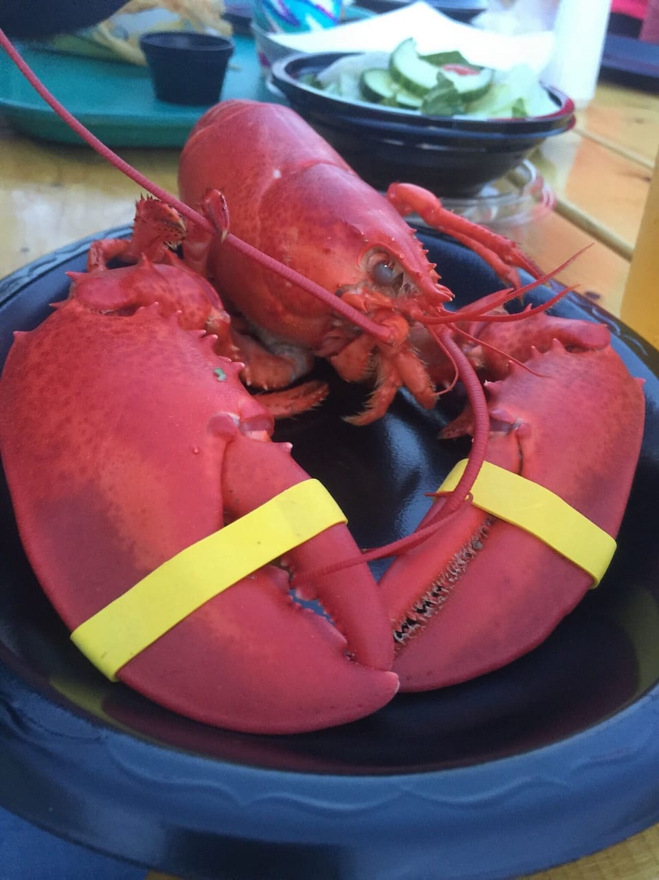 Lobster for Dinner!