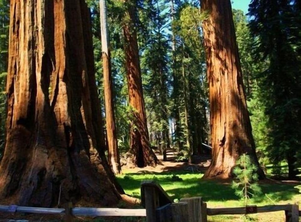 Mariposa Grove
