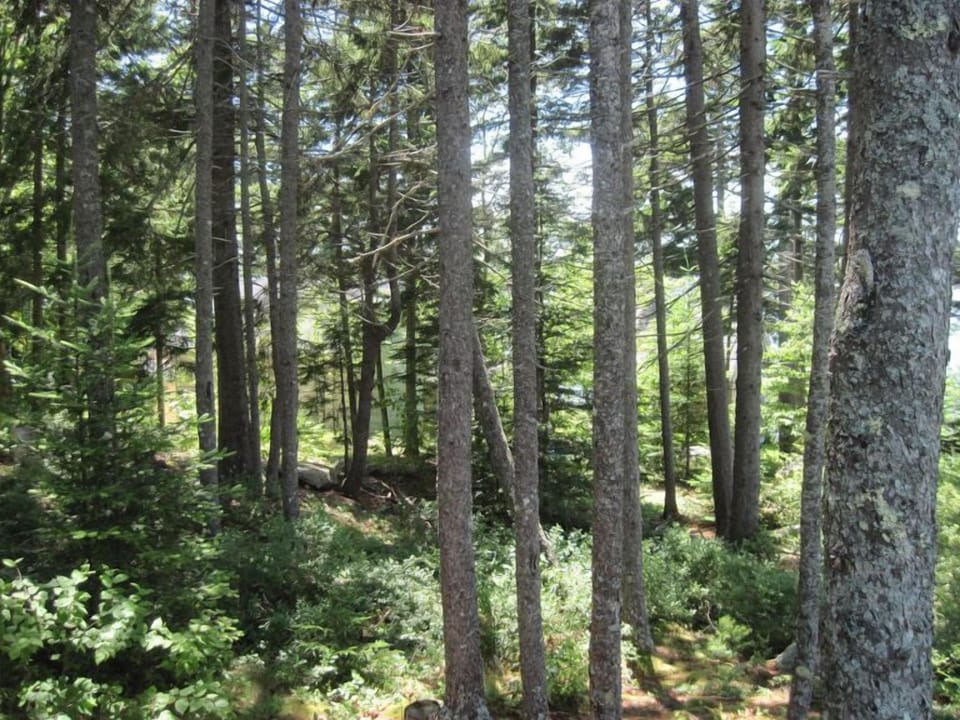 Forested Area Between Cottage and Road