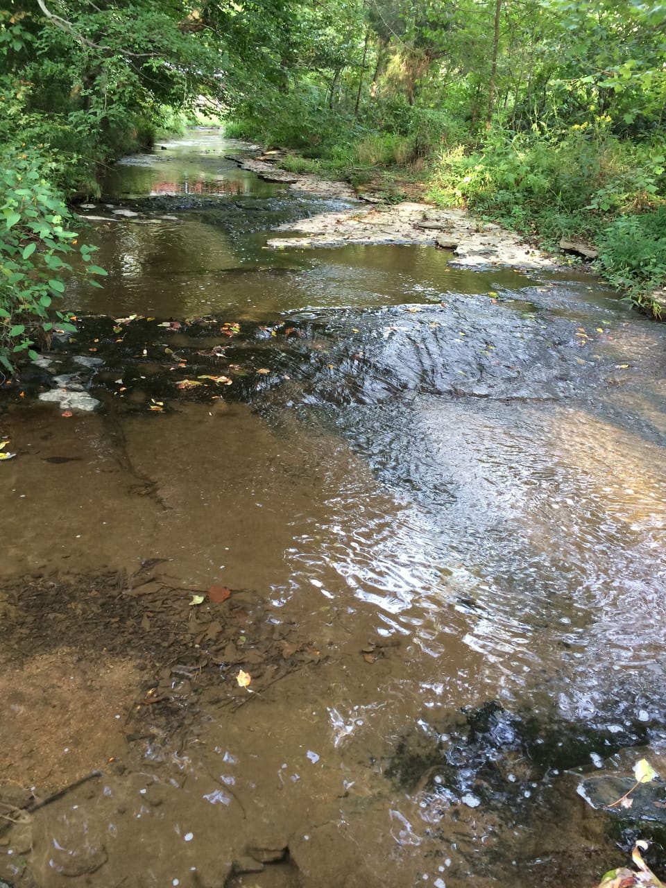 Reynolds Creek (bottom of hill on property) 