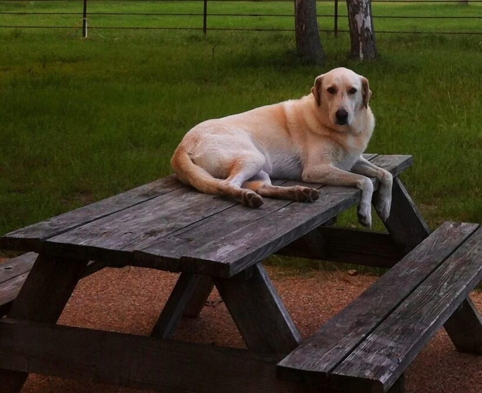 This is Cassidy.  The resident ranch dog.  