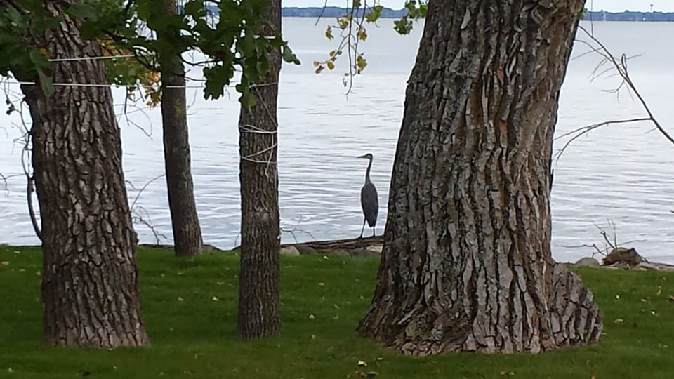 Blue heron, our friendly neighbor.