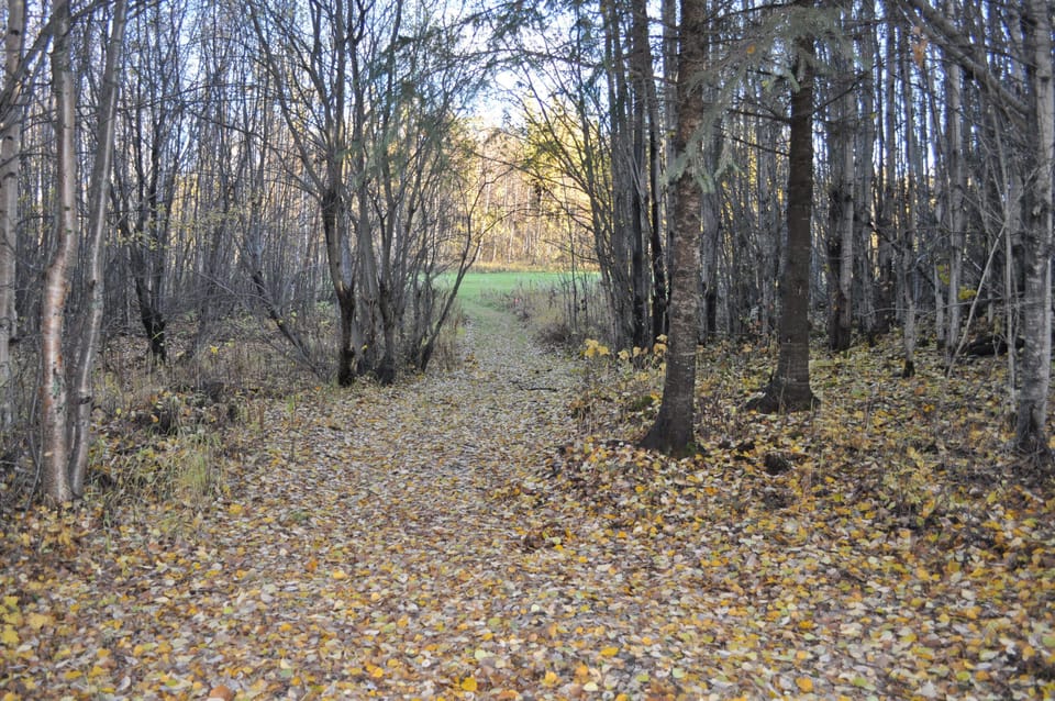 Fall leaves