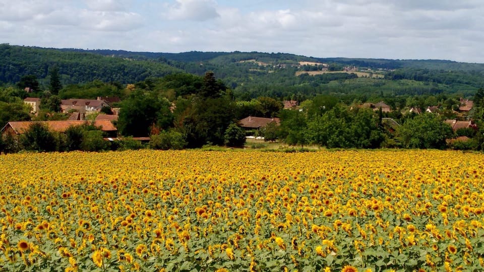 Sunflower field behind the house