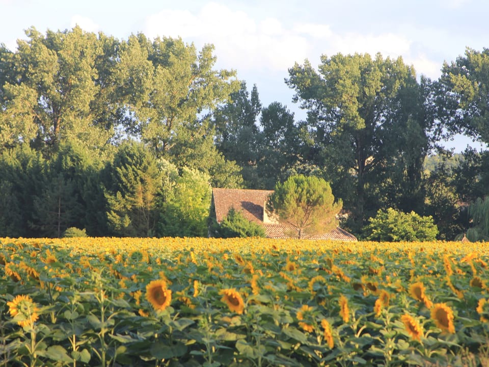 View of house through sunflowers