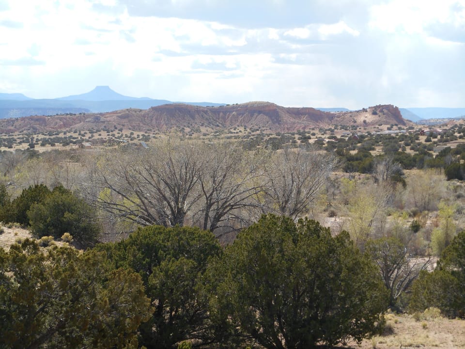 Tender green of cottonwoods in spring in El Rito bosque, as seen from balcony. 