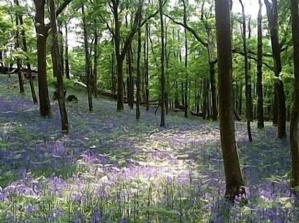 Spring colours nearby