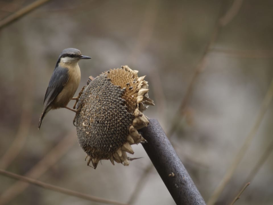 Nuthatch photographed through a window.