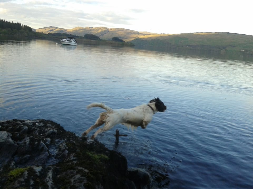 Dog friendly accommodation
