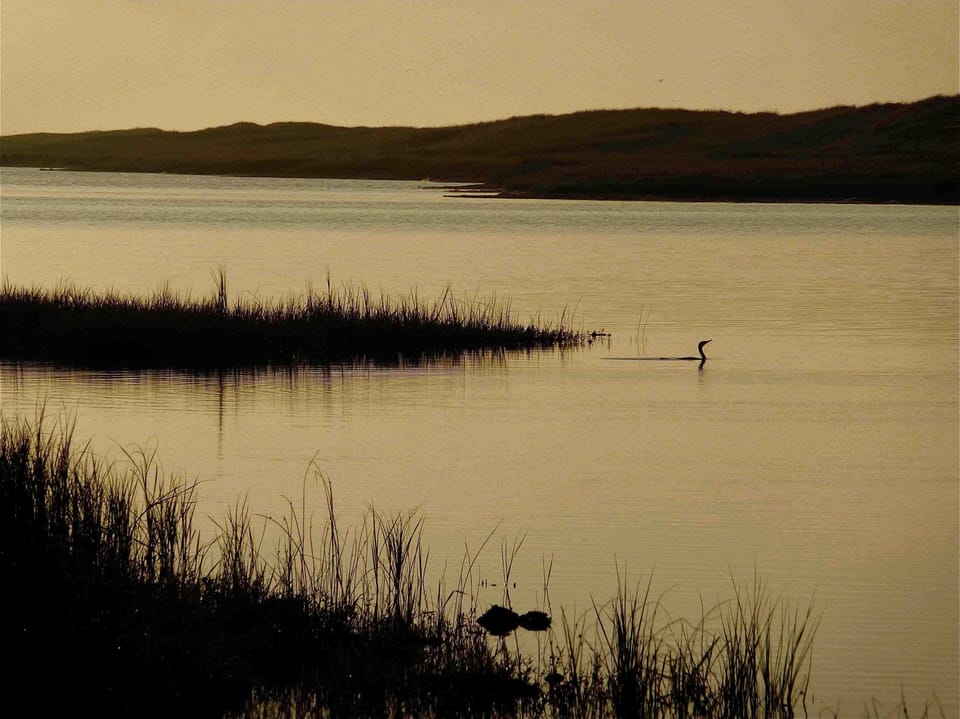 Chilmark Pond - great bird watching 