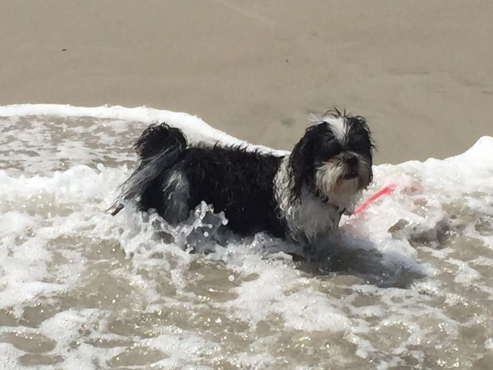 Sophie swimming at Fort Fisher...Fun!