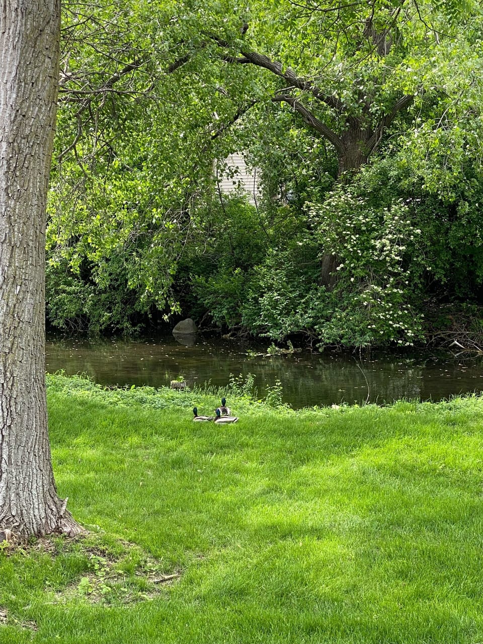 Serene view from deck