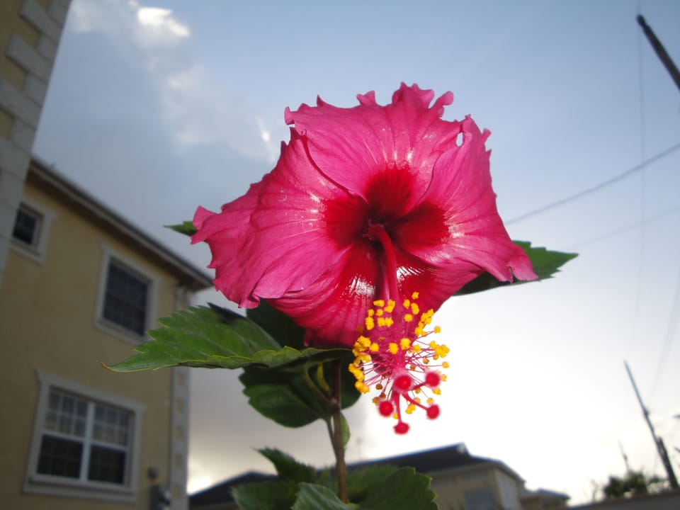 Flowers in the garden at Happy Hour