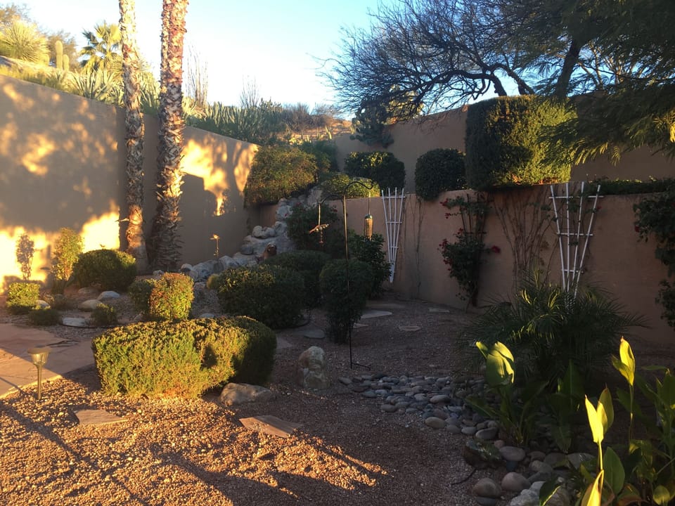 Back yard