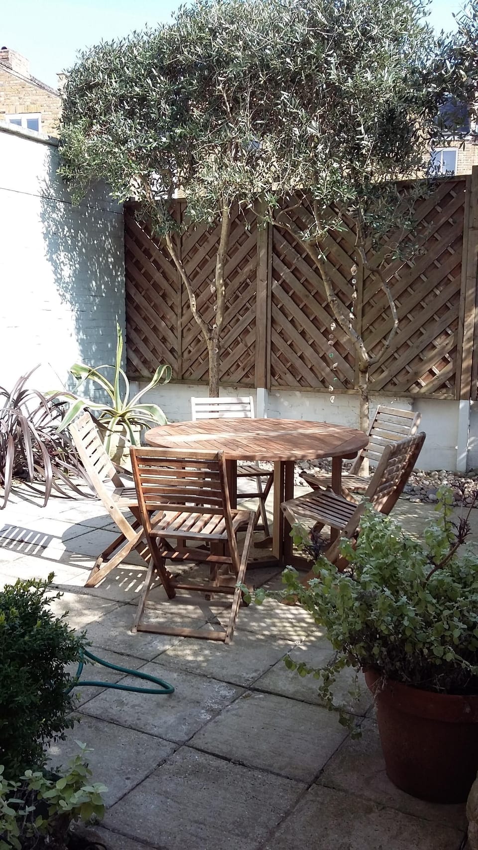 garden table and chairs in sunny patio garden with olive trees