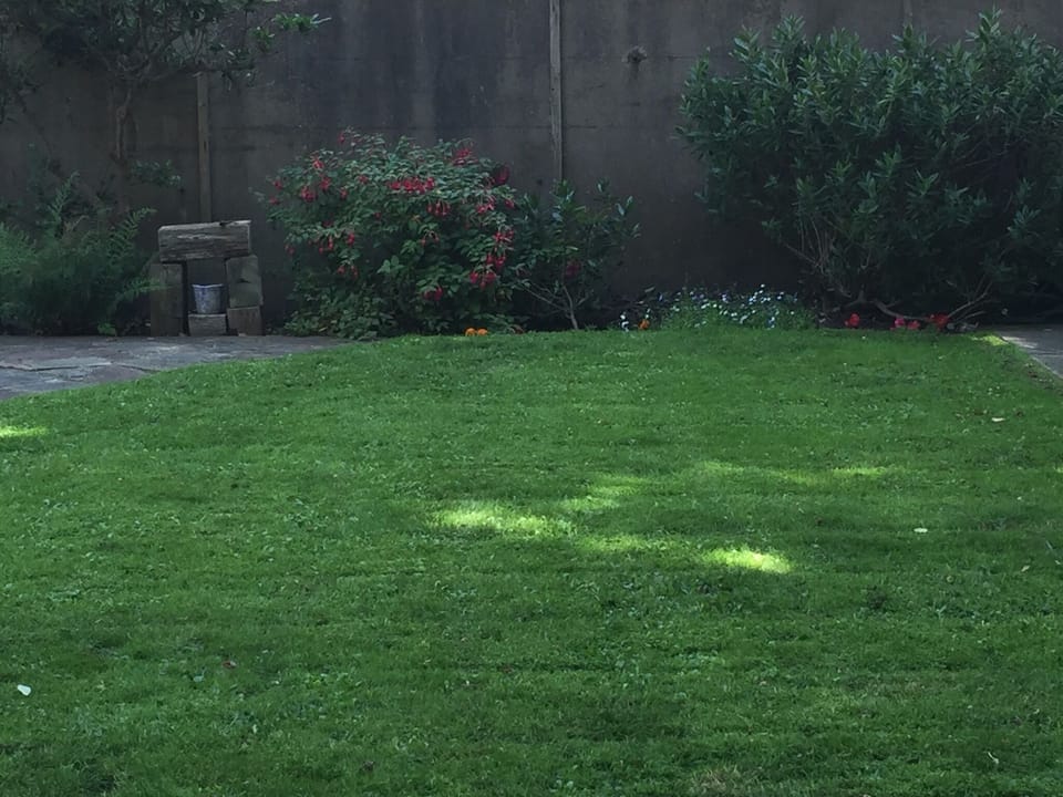 Rear garden lawn