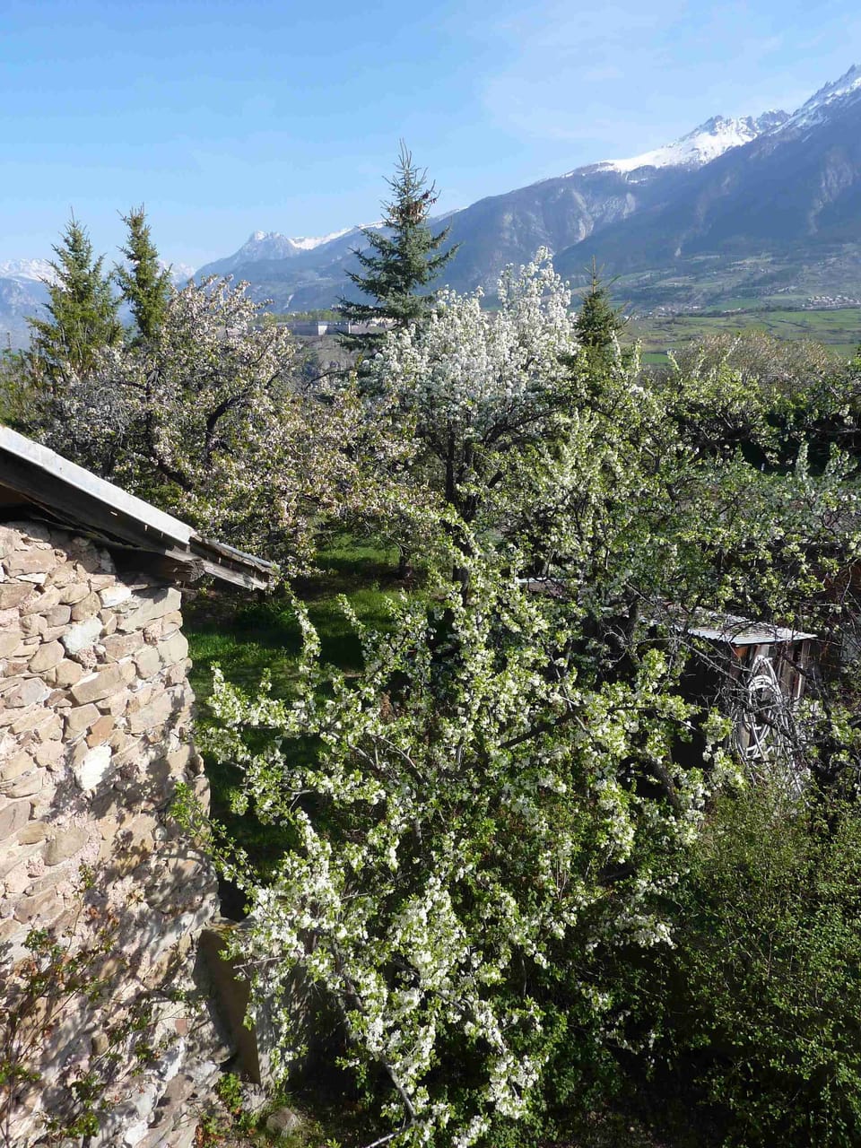Back of the house during Springtime