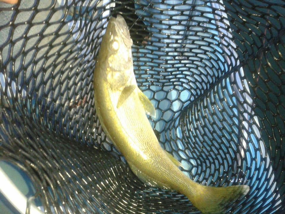 Wife's first Catch! 
