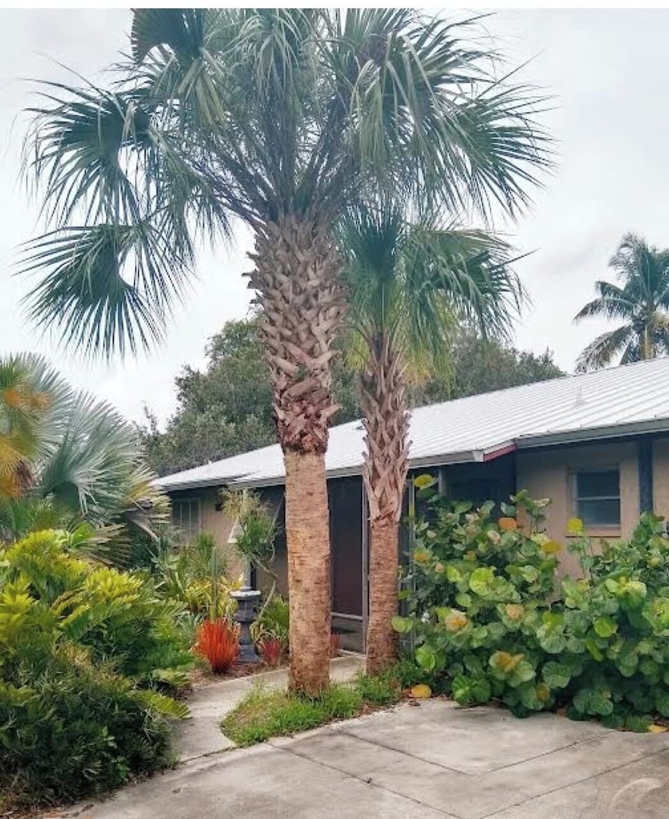 Exterior Front:
Sabal Palms at the front entrance