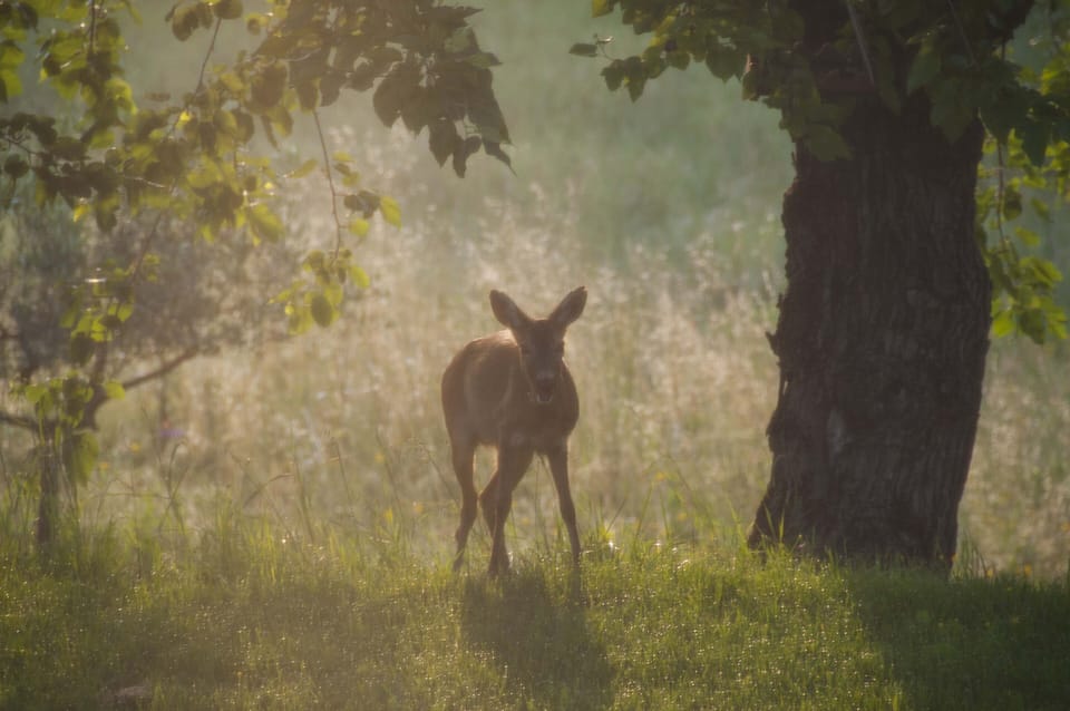 Communicating with nature 