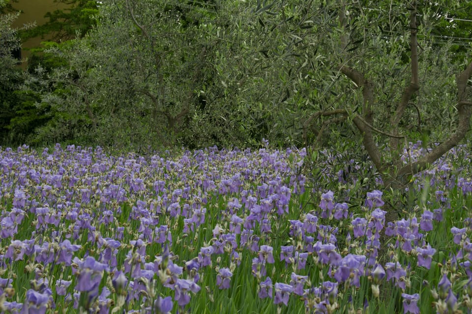 Irises in May 
