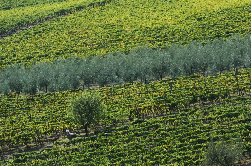 Surrounded by vines and olive groves 