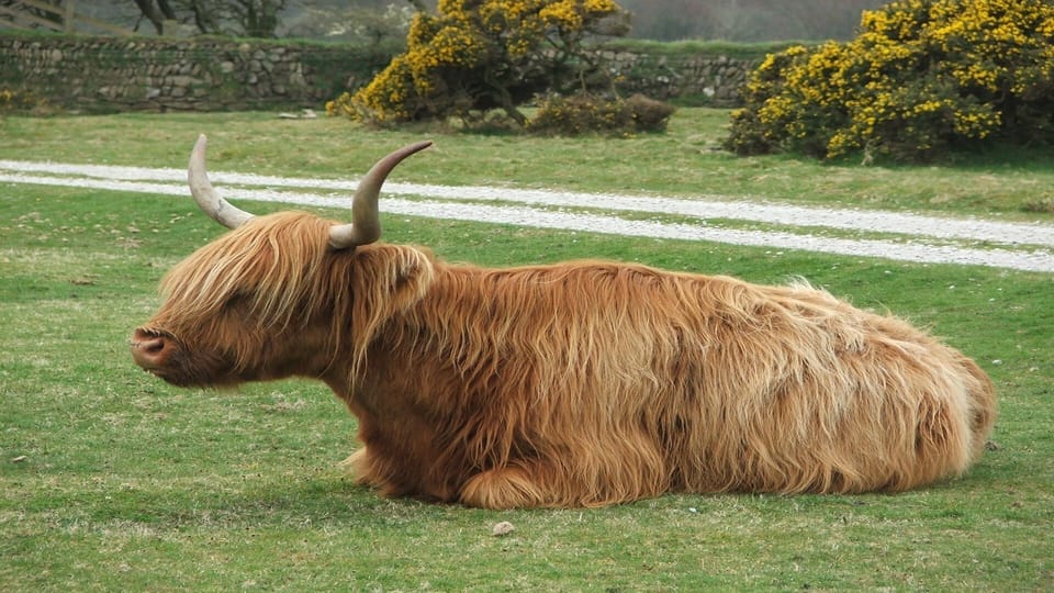 Moorland cows at the entrance of East Rose
