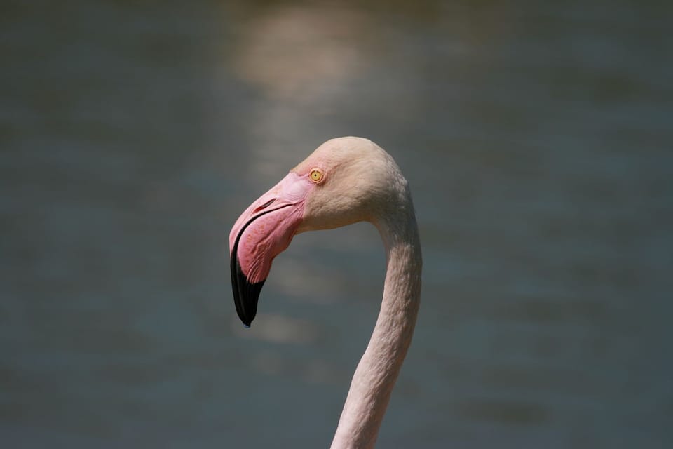 and pink flamingos.....
