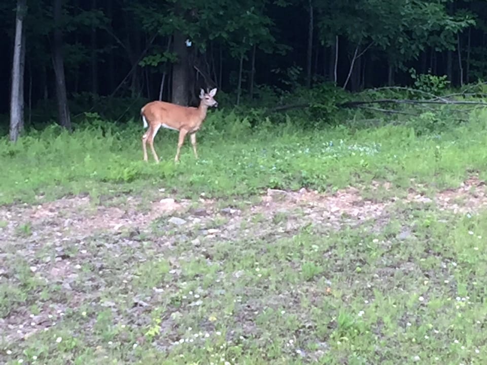 Nature on property