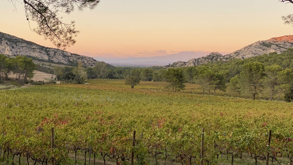Vineyards close to the village, Mont Ventoux in the background