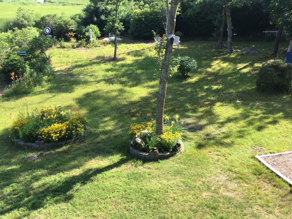 Back yard