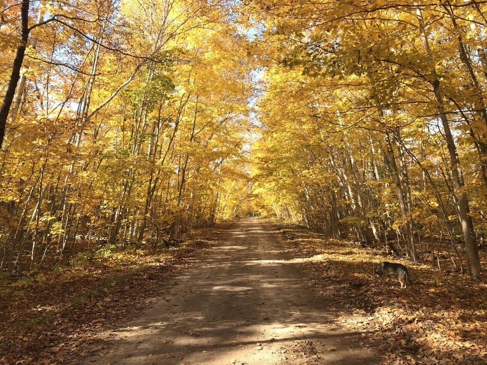 Autumn is more beautiful on Beaver Island than anywhere I've ever experienced. 