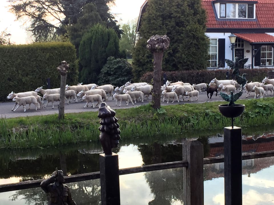 view from terrace of lambs moving to pasture