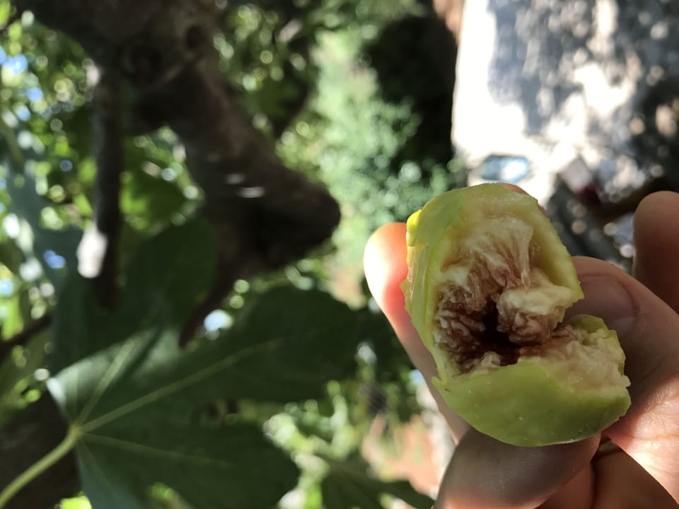 Figs from the fig tree in the garden. From summer to  autumn, fruits available!