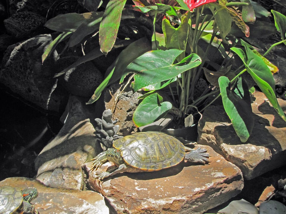 Stop and visit our resident turtles in our atrium pond
